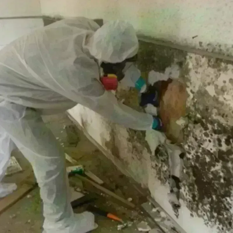 Mold Remediation and Removal in West Union, IA